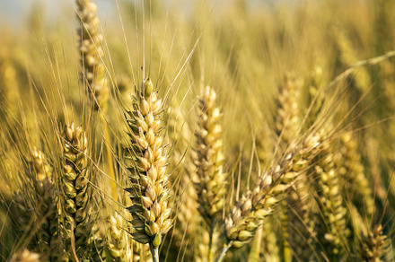 Wheat field containing wheat, agriculture, and crop, an Industrial Photo by hitdelight