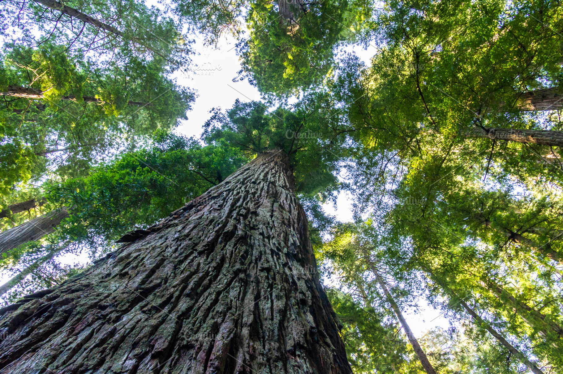 Towering California Redwood Trees
