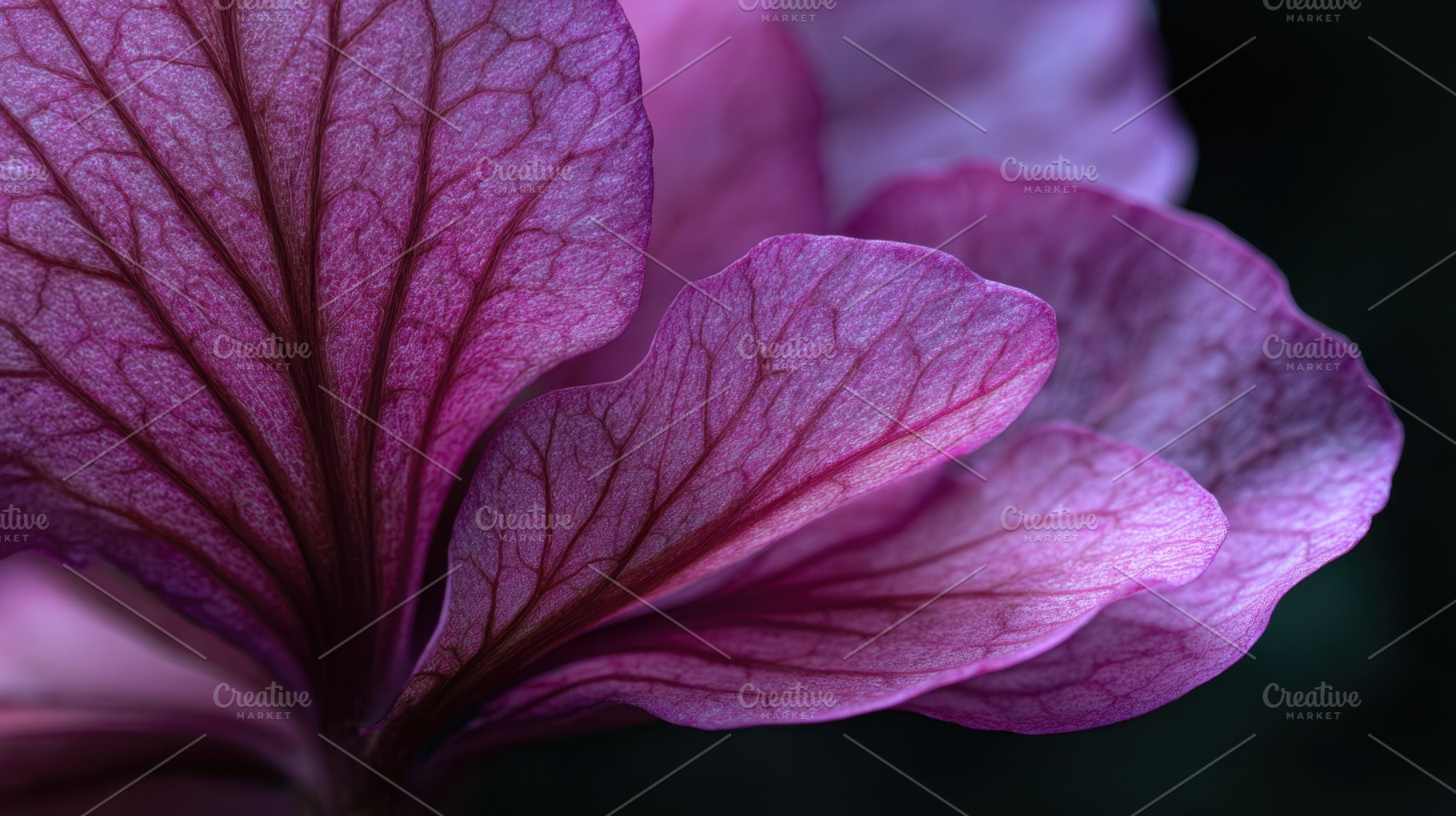 Vibrant petals show details, a Photo by Beautiful things