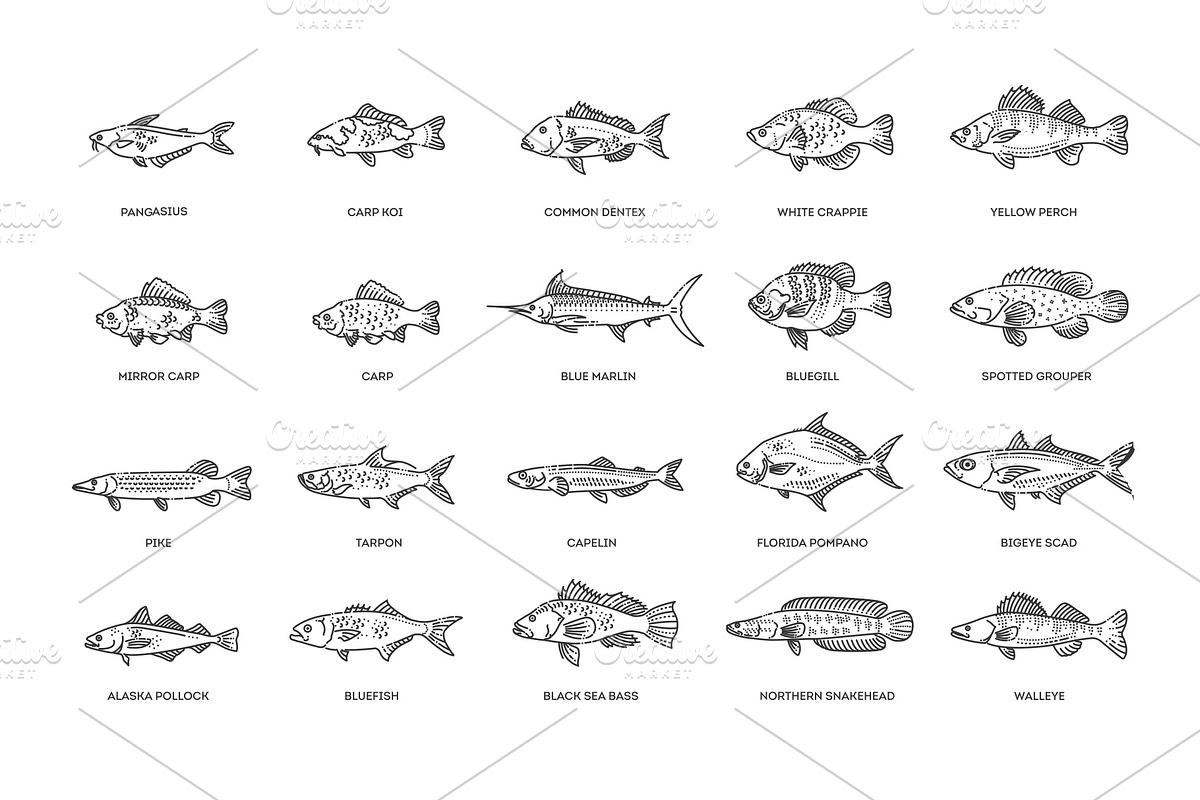 Types Marine, Ocean fish. Vector, an Animal Illustration by Tettygreen (Photo 3 of 4)
