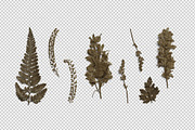 Umber Pressed Botanical PNG, an Object Graphic by Custom Scene (Thumbnail 2 of 8)