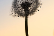 Dandelion at Dawn, a Nature Photo by Photo shack (Thumbnail 2 of 3)