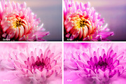 Chrysanthemum Lr Presets, an Action Add-On by PandoraDreams (Thumbnail 2 of 3)