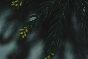 Conifer Branch
