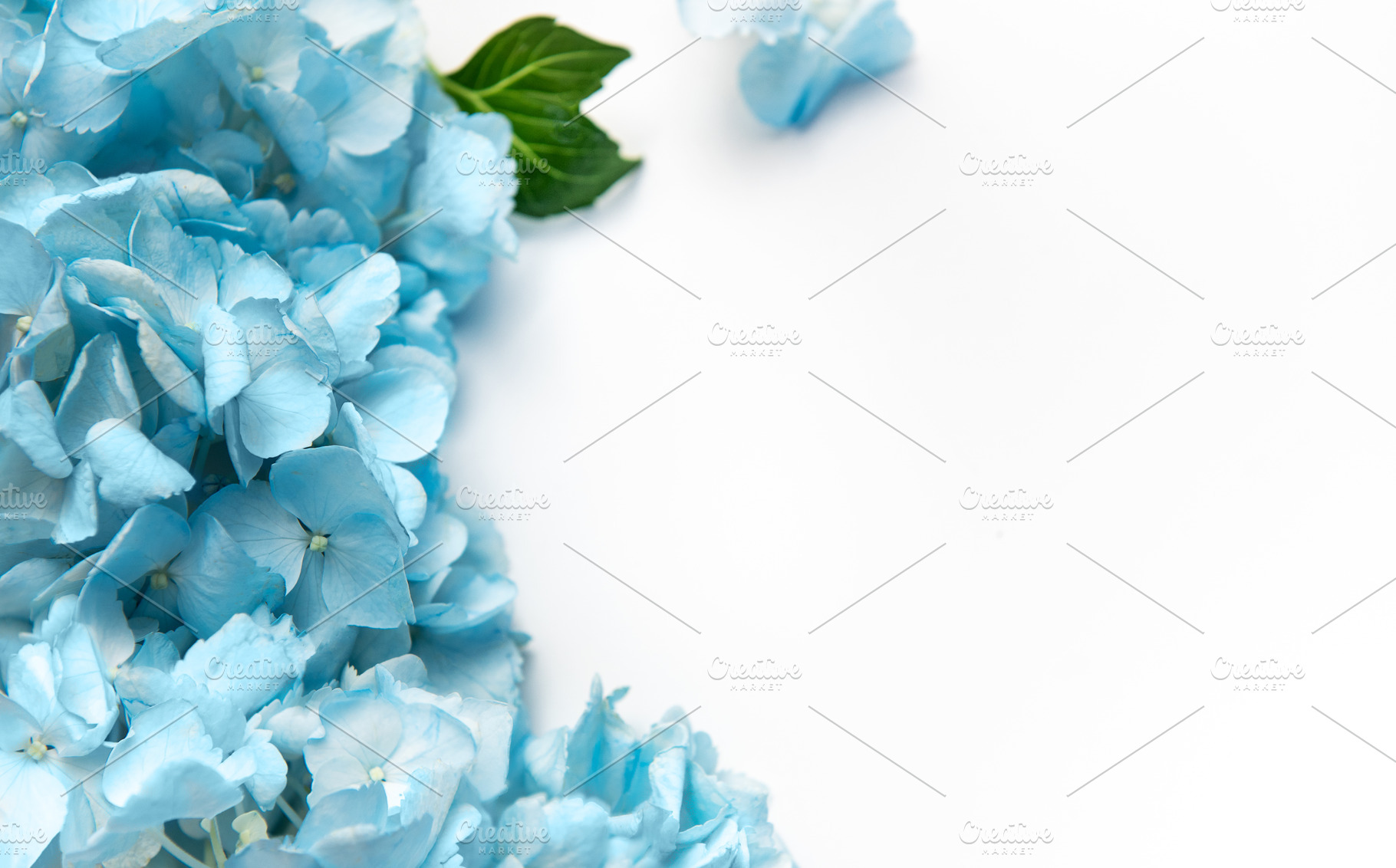 Blue hydrangea flowers creating a beautiful floral border, a Background Photo by Olena Rudo