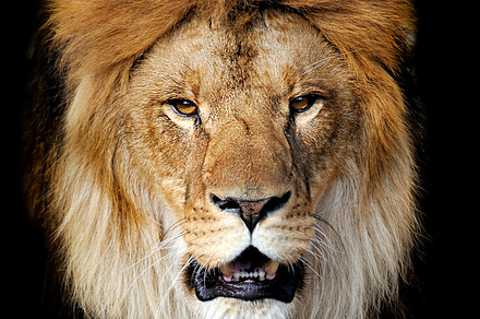 Lion featuring lion, male, and face, an Animal Photo by Byrdyak