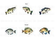 Freshwater Fishing Clipart, Bass PNG, an Animal Illustration by BrushstrokeArtGB (Thumbnail 2 of 9)