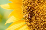 Bee on Sunflower – Bright Yellow Sum, a Nature Photo by Silent Nature (Thumbnail 4 of 5)