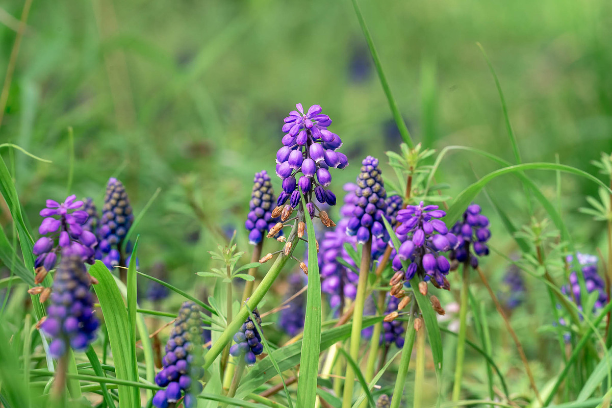 Spring Wildflower Photo Bundle – 5, a Nature Photo by Silent Nature (Photo 4 of 6)