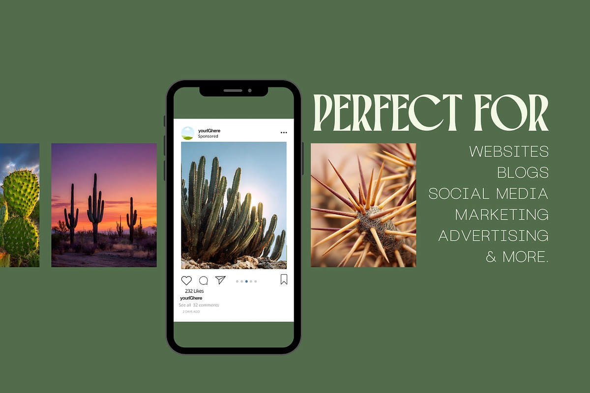 105 Desert Cactus Stock Photos, a Nature Photo by Incomelion (Photo 2 of 16)
