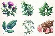 Medicinal Plants Clipart PNG Bundle, an Illustration by DreamCafeArt (Thumbnail 4 of 9)