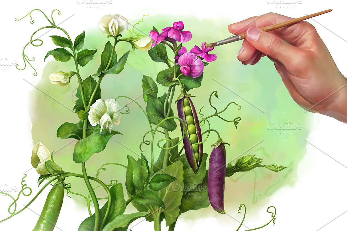 Pea Plant. Botanic Illustrations set, an Education Illustration by Eldar Zakirov's (Photo 3 of 6)