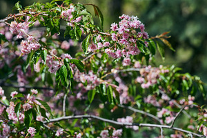 Delicate pink sakura blossoms on a branch with green leaves. Bea, a Nature Photo by ndanko