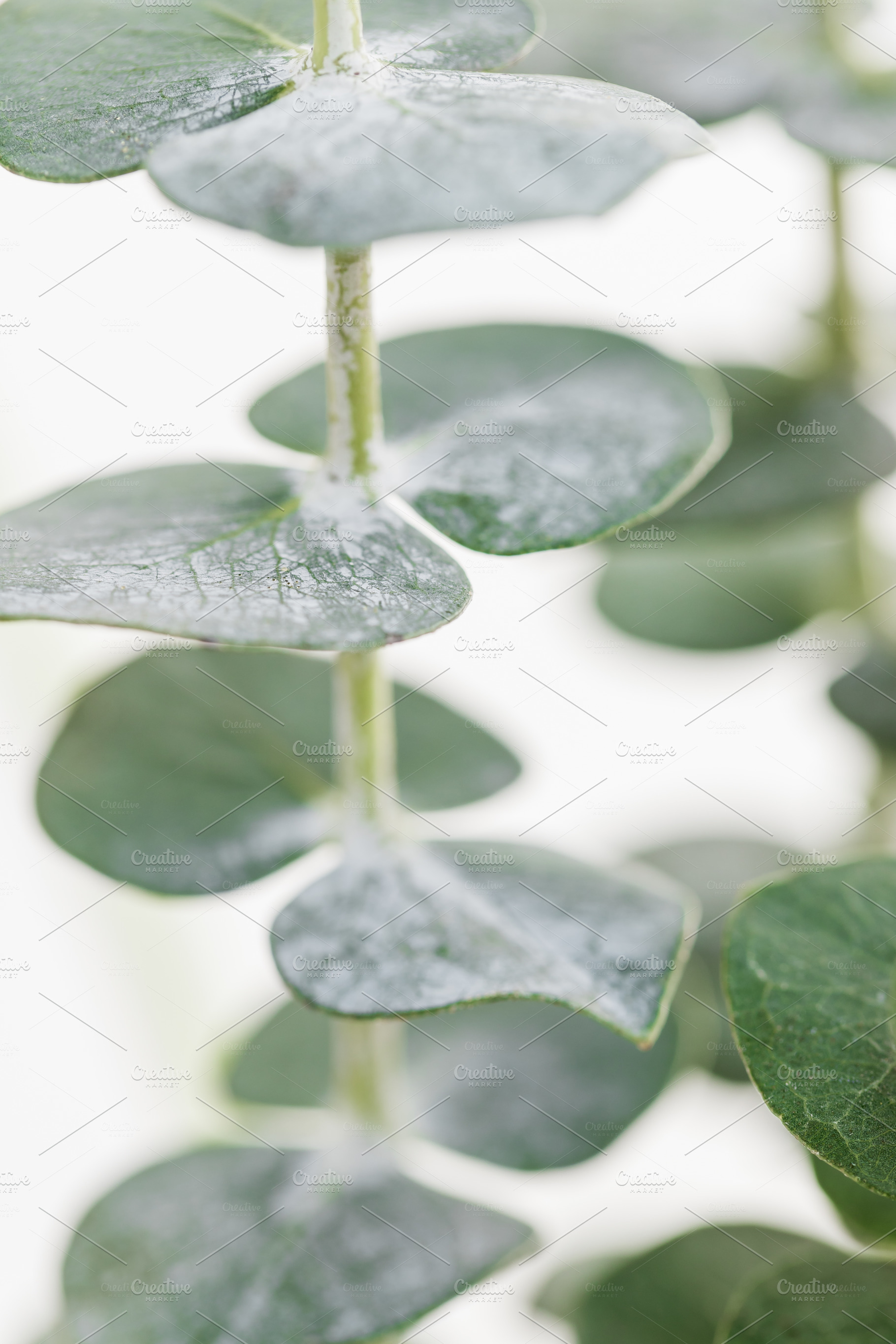 Macro photography of baby eucalyptus, a Nature Photo by Edalin's Store
