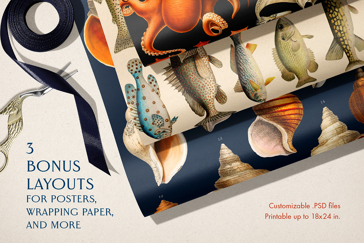 60 Vintage Marine Creatures, an Illustration by The Object Atlas (Photo 4 of 8)