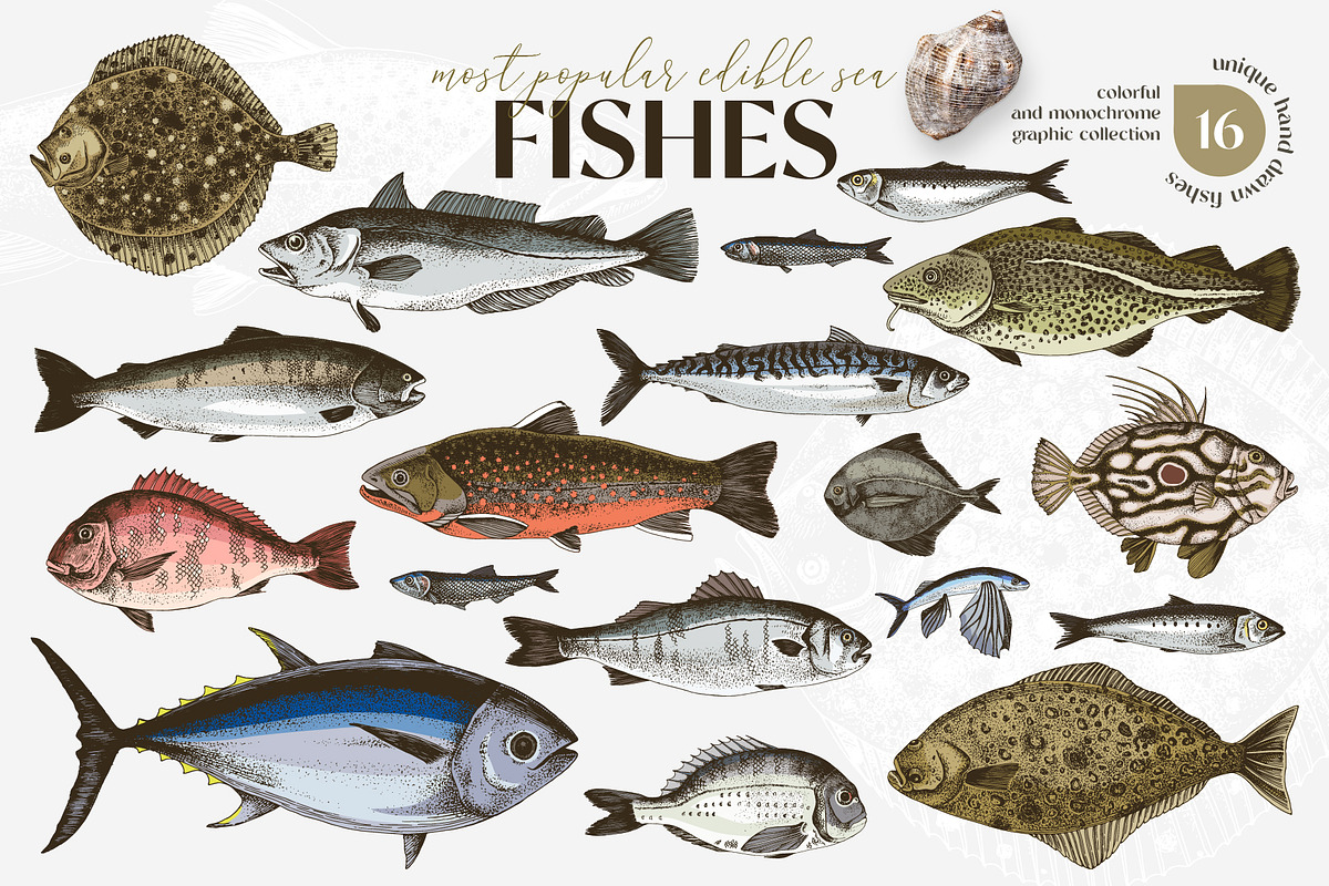 Most popular edible sea fishes, a Food Illustration by handsketched (Photo 1 of 14)