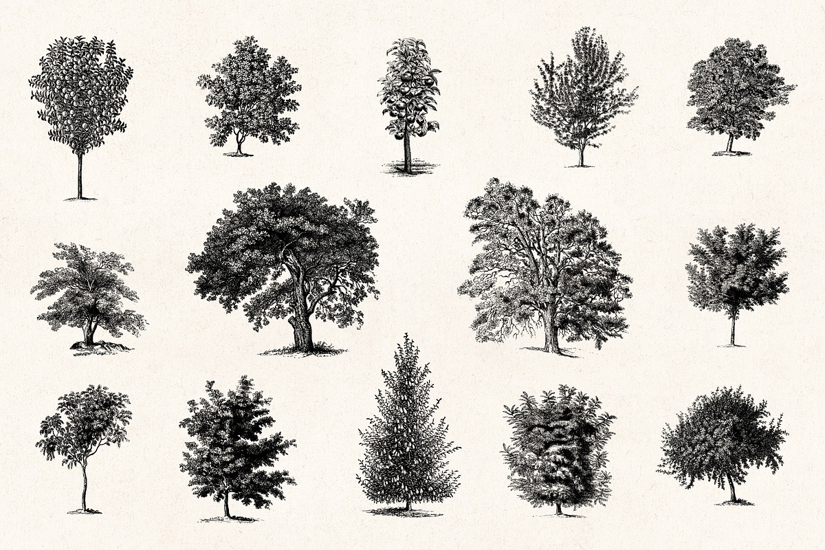 Trees - Vintage Illustrations Set, an Illustration by Graphic Goods (Photo 3 of 10)