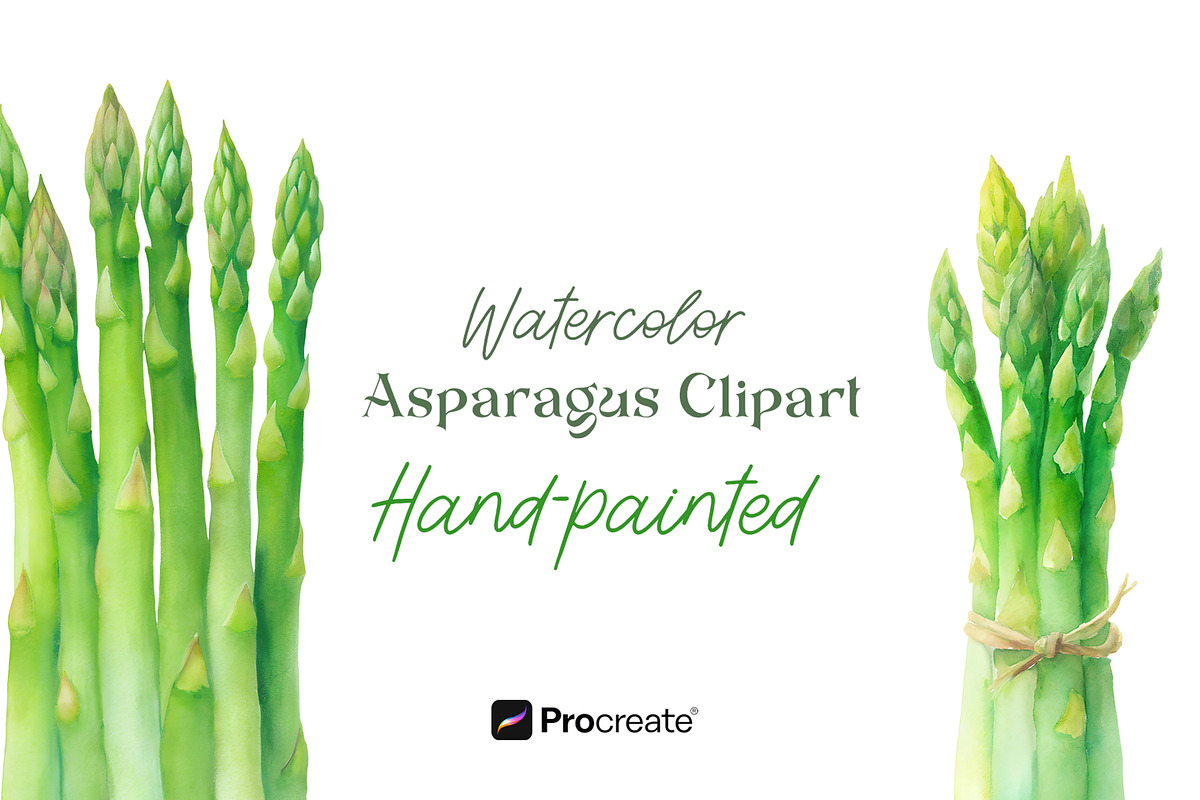 Watercolor Asparagus Clipart, a Food Illustration by crafty (Photo 1 of 5)