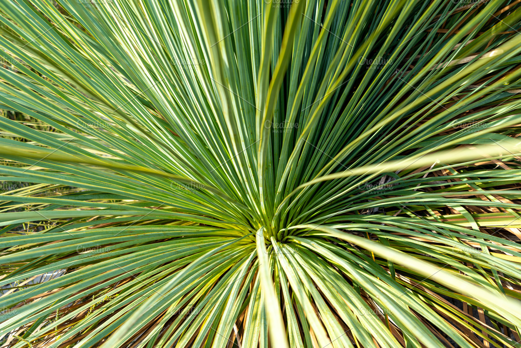 Grass tree with long green leaves on Kangaroo Island, Australia, a Nature Photo by GoodGoods