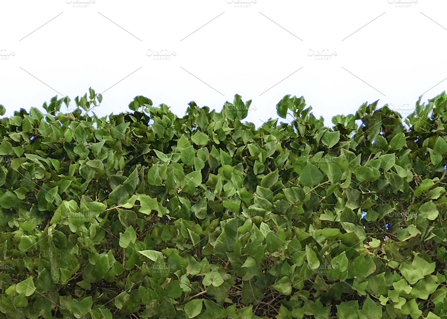 Isolated photo of green tree canopy, a Nature Photo by DanFLCreativo