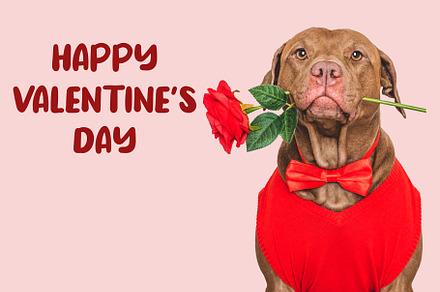 Happy Valentine's Day. Lovable dog and congratulatory inscription