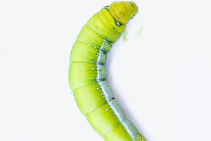 Green worm  caterpillar featuring agriculture, animal, and background