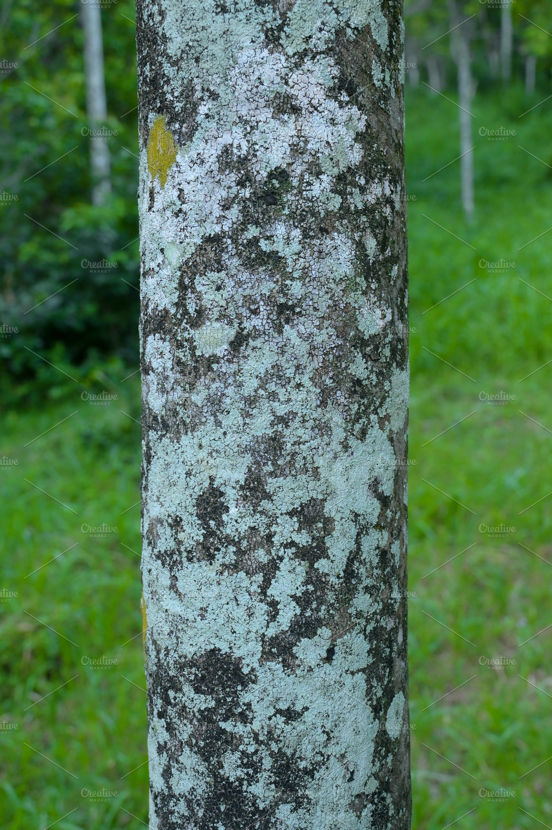 Close Up Texture of cloves bark, an Abstract Photo by Riza Azhari