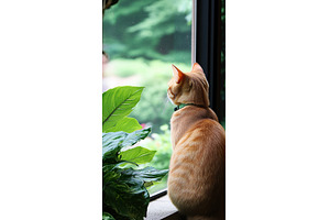 Orange tabby cat sitting on window, an Animal Photo by Lermont51