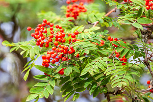 Rowan tree with red berries, a Nature Photo by BOOCYS
