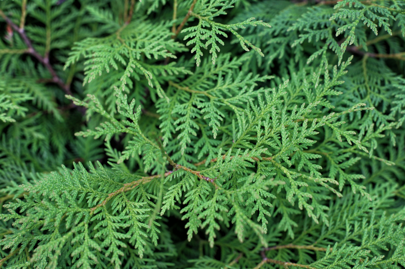 Branches of thuya in the garden featuring green, background, and thick ...