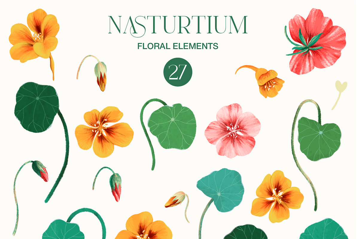 Nasturtium summer flowers clipart, a Decorative Illustration by Harmony Draws (Photo 3 of 8)