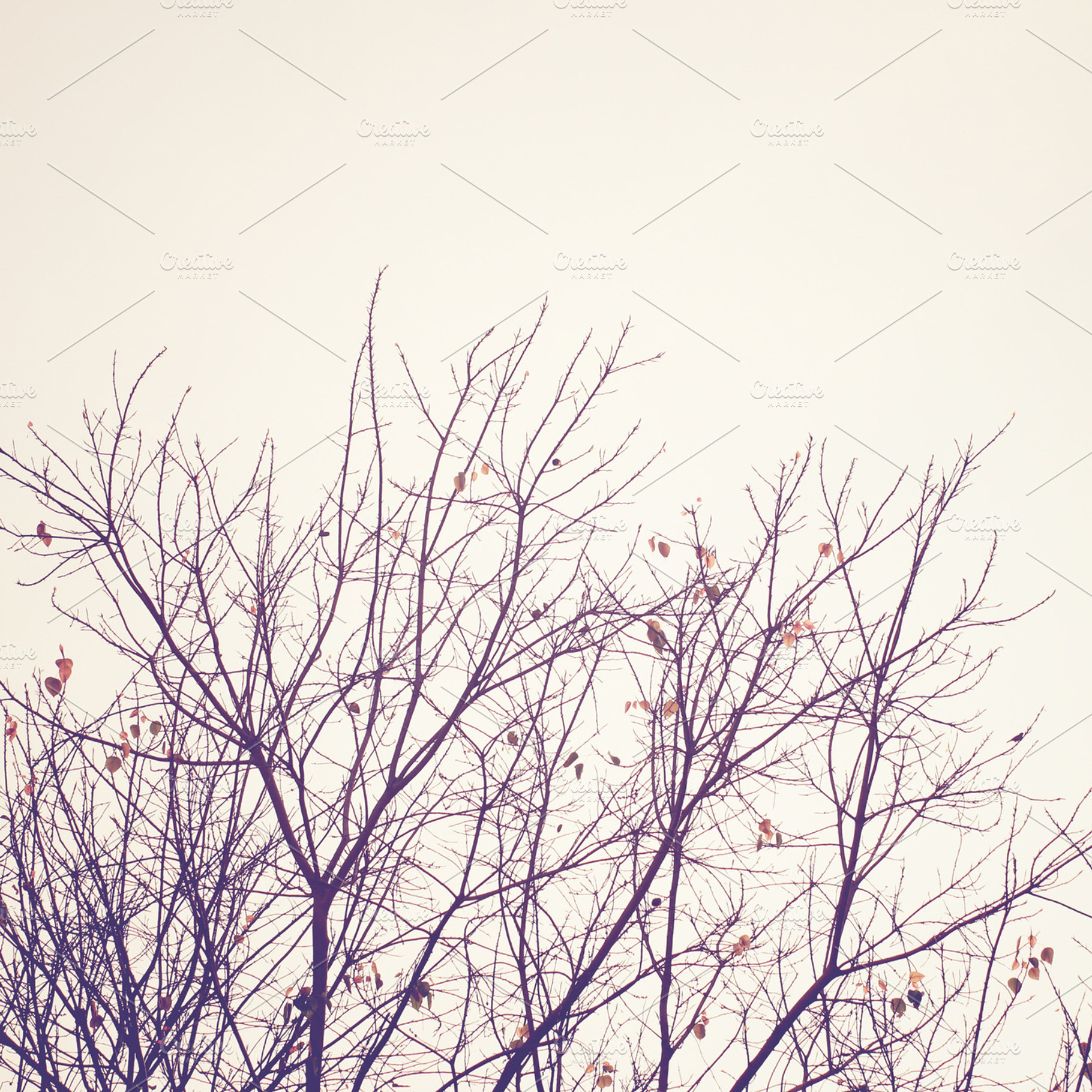 Dried Tree With Retro Filter Effect
