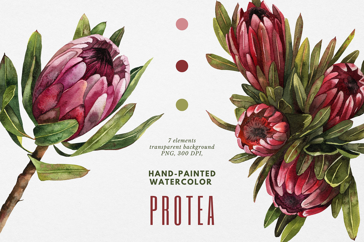 Protea floral watercolor clipart png, a Decorative Illustration by Artcard Watercolor (Photo 1 of 7)