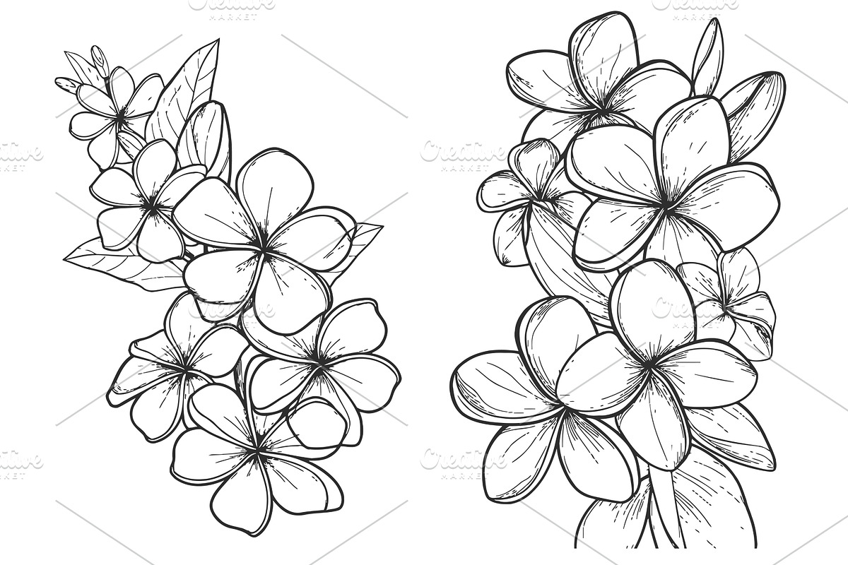 Plumeria flowers in continuous line, an Object Illustration by ZinetroN