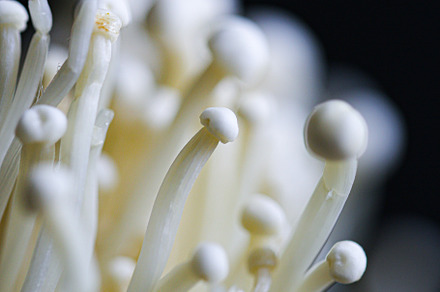 Enoki mushroom
