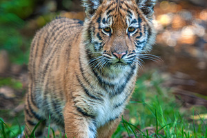Tiger cub in the wild. Baby animal in green grass on waterfall b, an Animal Photo by Byrdyak