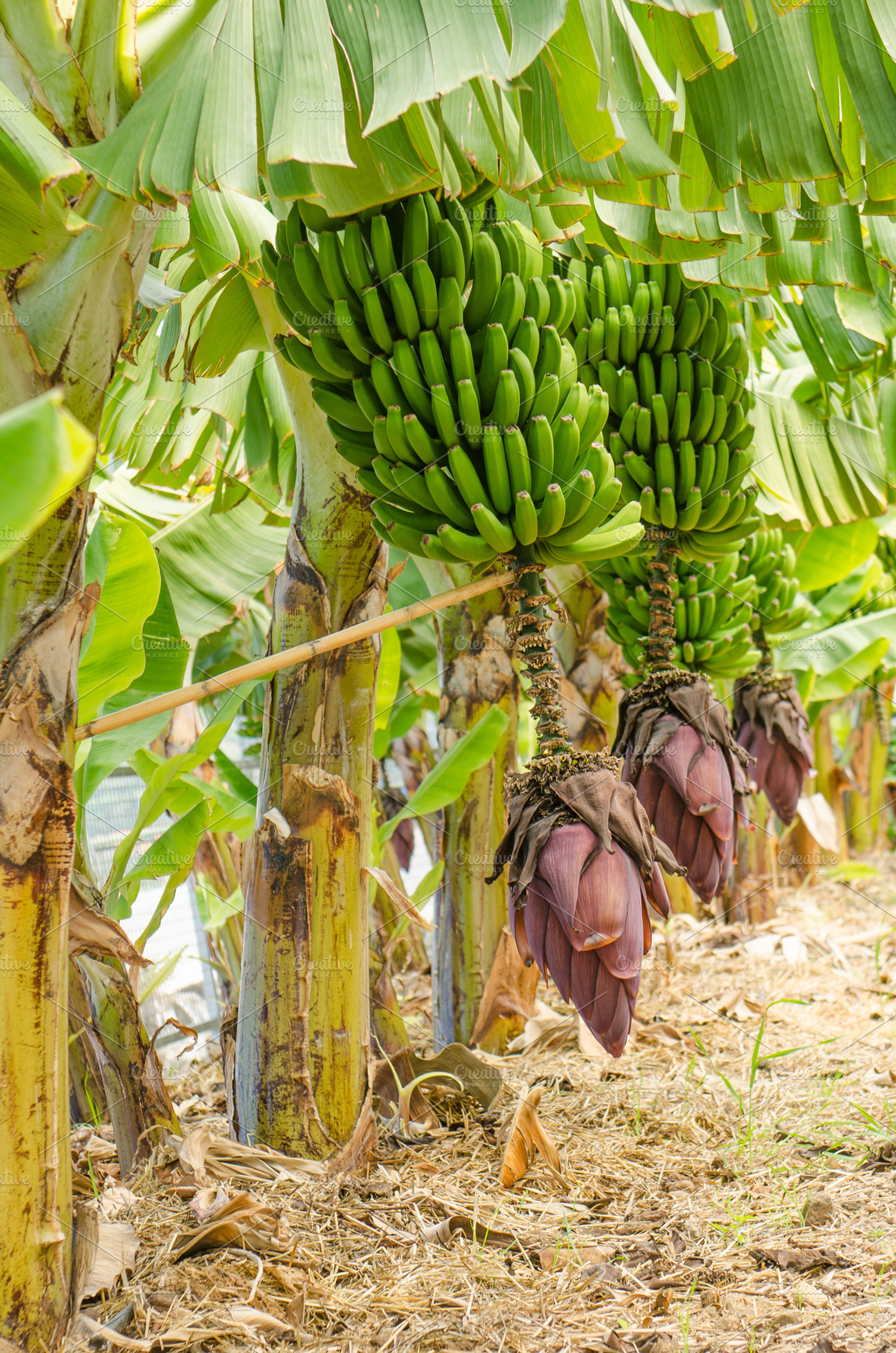 Row of banana trees., a Nature Photo by BREATING NATURE