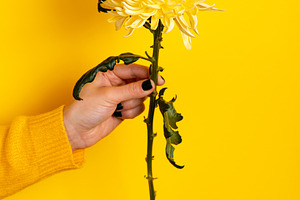 Close-up of a hand holding a single yellow chrysanthemum against, a Holiday Photo by Ales Munt