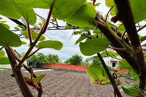 Focus on green kiwi leaves with a garden and trees in the background, a Photo by AS photostudio