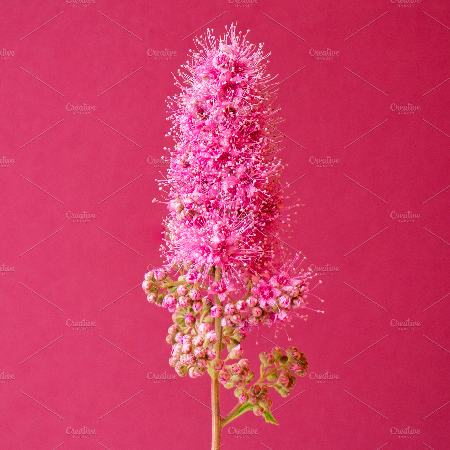 Pink, a Nature Photo by ysajna