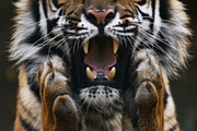 236 surprised animals, an Animal Photo by Handmadefont (Thumbnail 150 of 241)