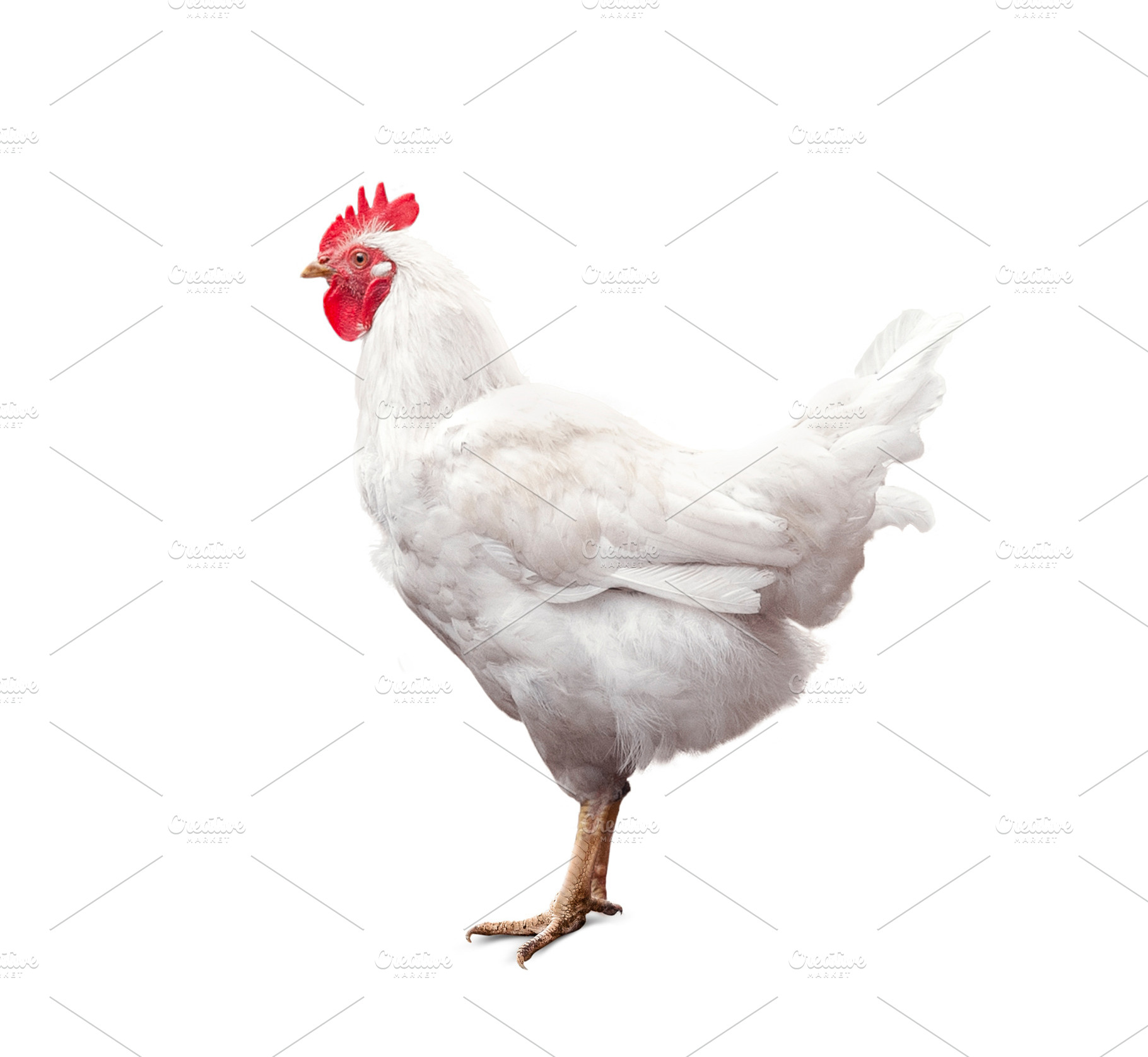 White rooster isolated on white, an Animal Photo by Olgait