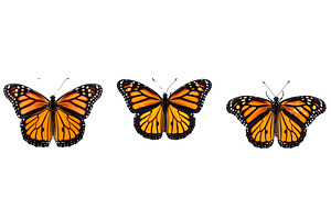 nature monarch animal, an Animal Photo by pikepicture