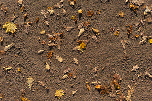 A ground covered with various fallen leaves on sandy soil, a Nature Photo by Textures & Backgrounds