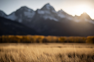 Serene golden meadow at sunrise with, a Nature Photo by MistyDay