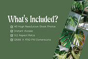 45 Aesthetic Monstera Plant Photos, a Nature Photo by Incomelion (Thumbnail 4 of 12)