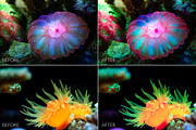 Barrier Reef Lr Presets, an Action Add-On by PandoraDreams (Thumbnail 2 of 7)