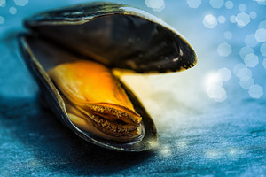 Open mussel on a slate board with bo stock photo containing seafood and open