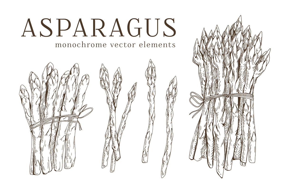 Hand drawn monochrome asparagus set, a Food Illustration by Good Studio (Photo 1 of 3)