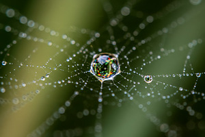 Water droplets on a spider web with, a Nature Photo by professorinc
